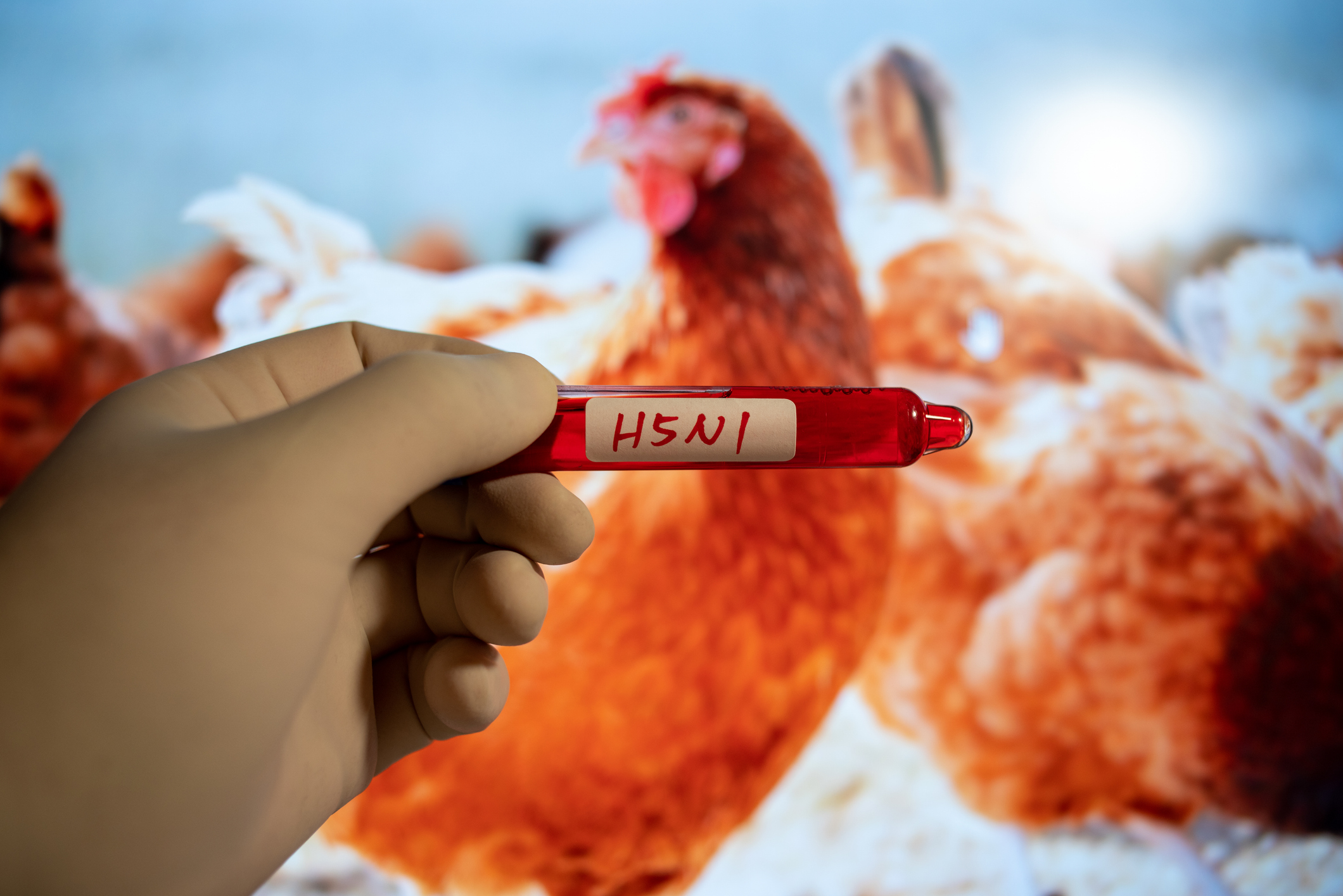 Dual Bird Flu Strains Hit California Poultry Farm - PRISM MarketView
