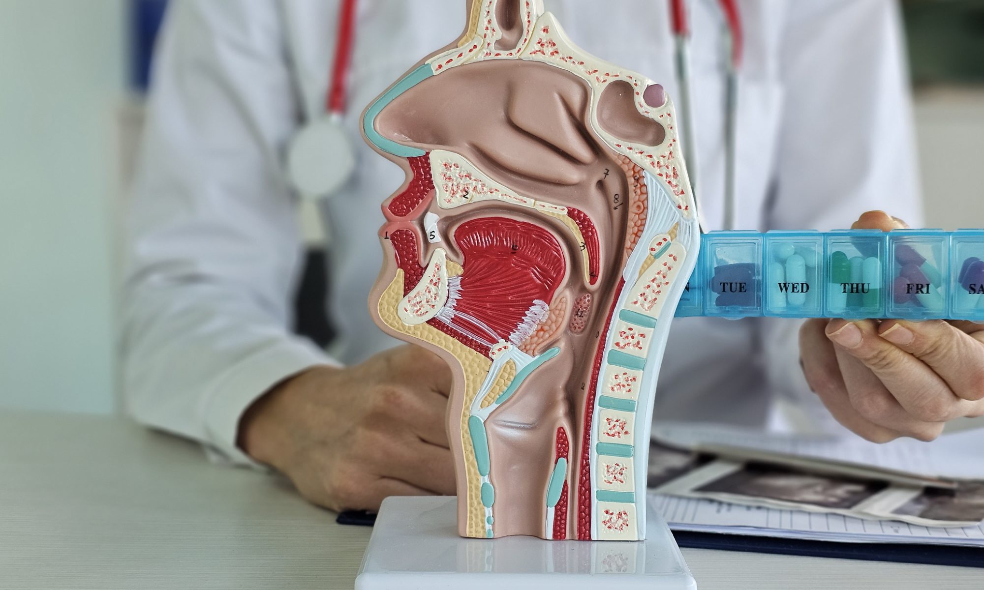 An anatomical model of the human head and neck displayed on a desk, highlighting internal structures of the throat and airway, with a clinician in the background holding a medication organizer.