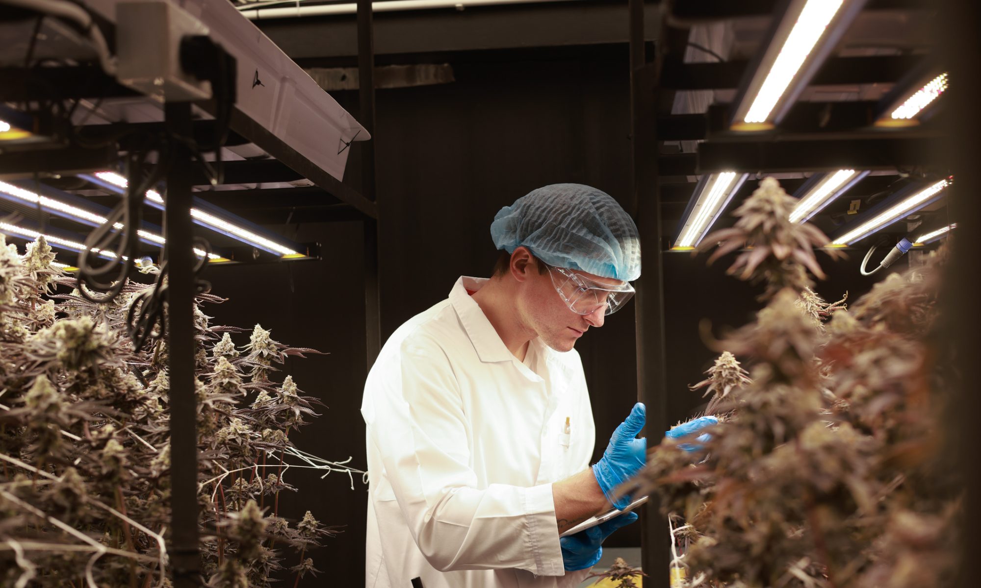 Research scientist inspects proprietary cannabis plants in a controlled indoor cultivation facility under LED grow lights.