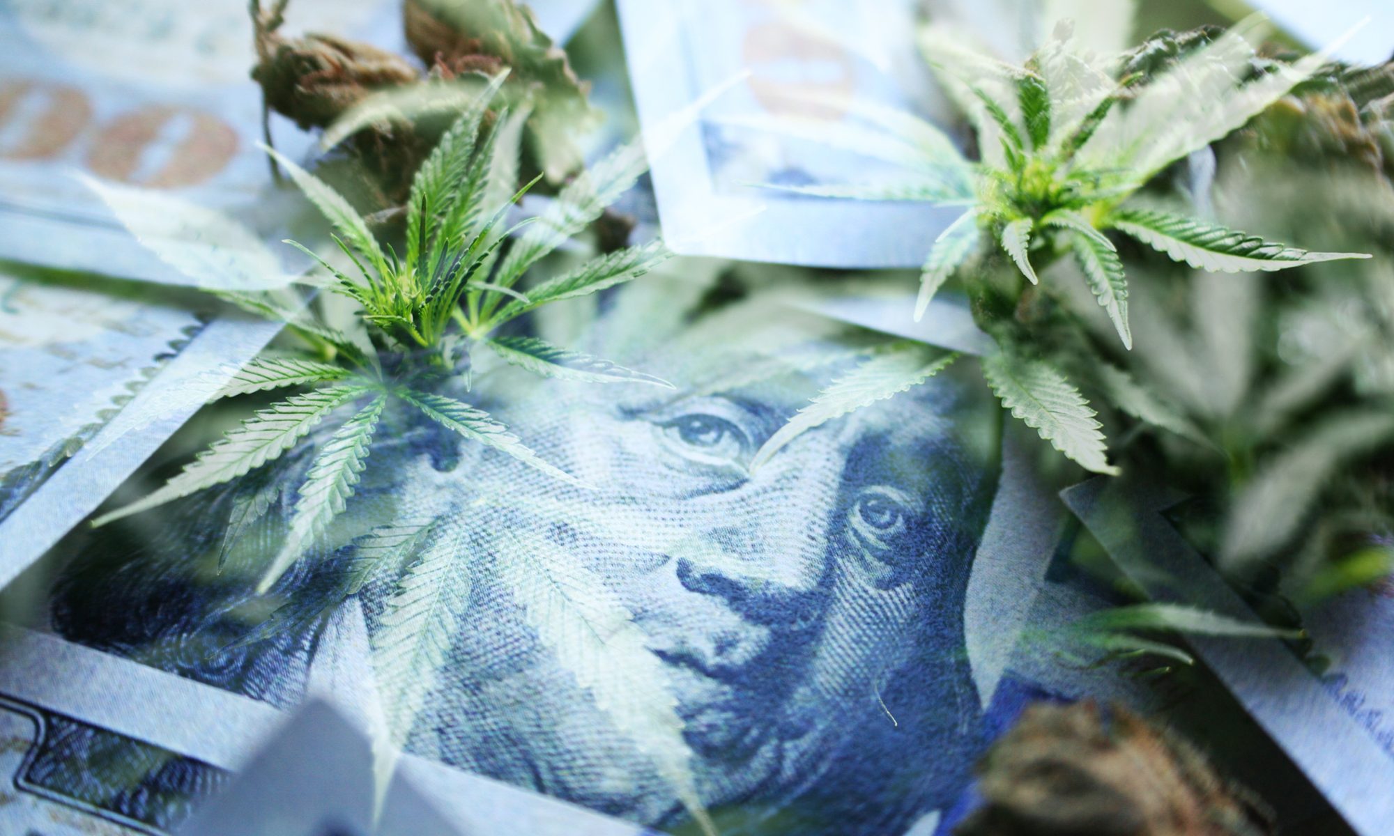 Cannabis leaves overlaid on U.S. dollar bills, symbolizing the intersection of the cannabis industry and financial markets.