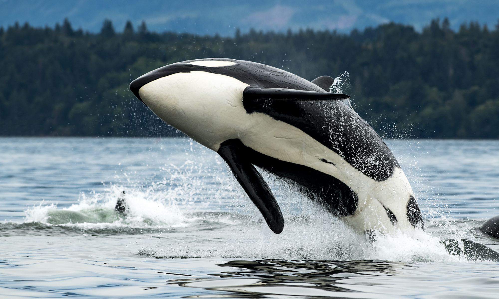 The Orca Bio Tregzi FDA approval marks the first Treg cell therapy for transplant patients, doubling GVHD-free survival in a Phase 3 study. Here's what it means.