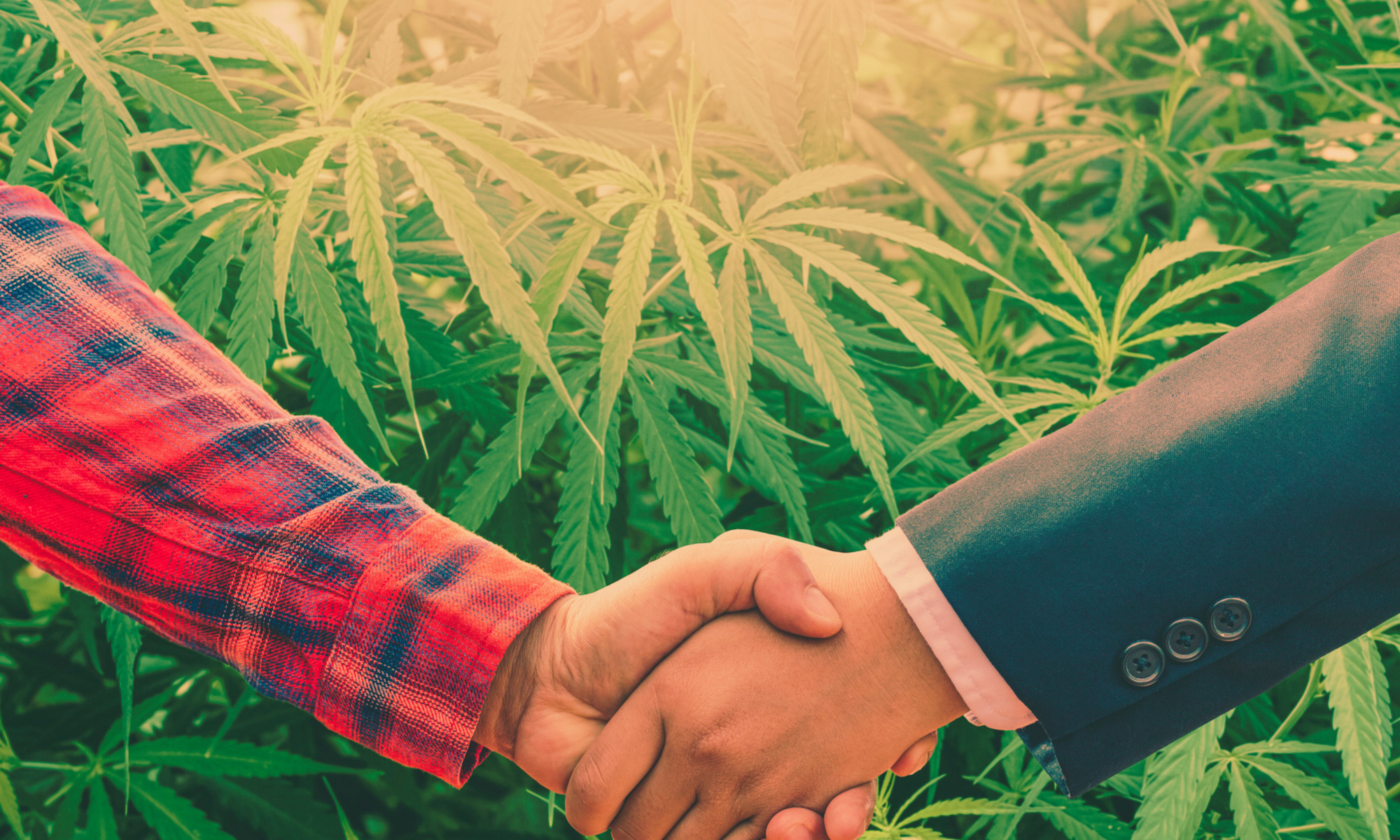 Business handshake in front of cannabis plants, symbolizing Vireo Growth's planned acquisition of Planet 13 to expand its cannabis retail and cultivation footprint across Nevada, Florida, and Illinois.