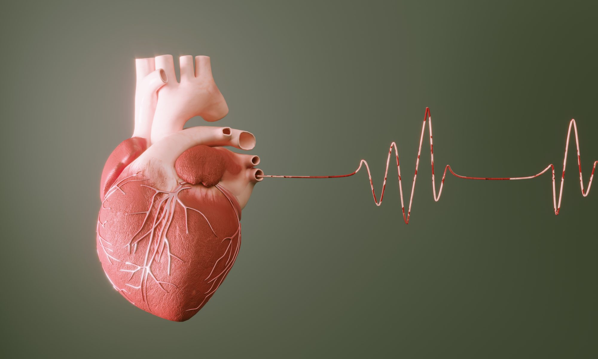 A medical illustration of a human heart connected to an electrocardiogram (ECG) waveform, representing heart rhythm monitoring, atrial fibrillation, cardiac electrophysiology, and innovative cardiovascular treatments.