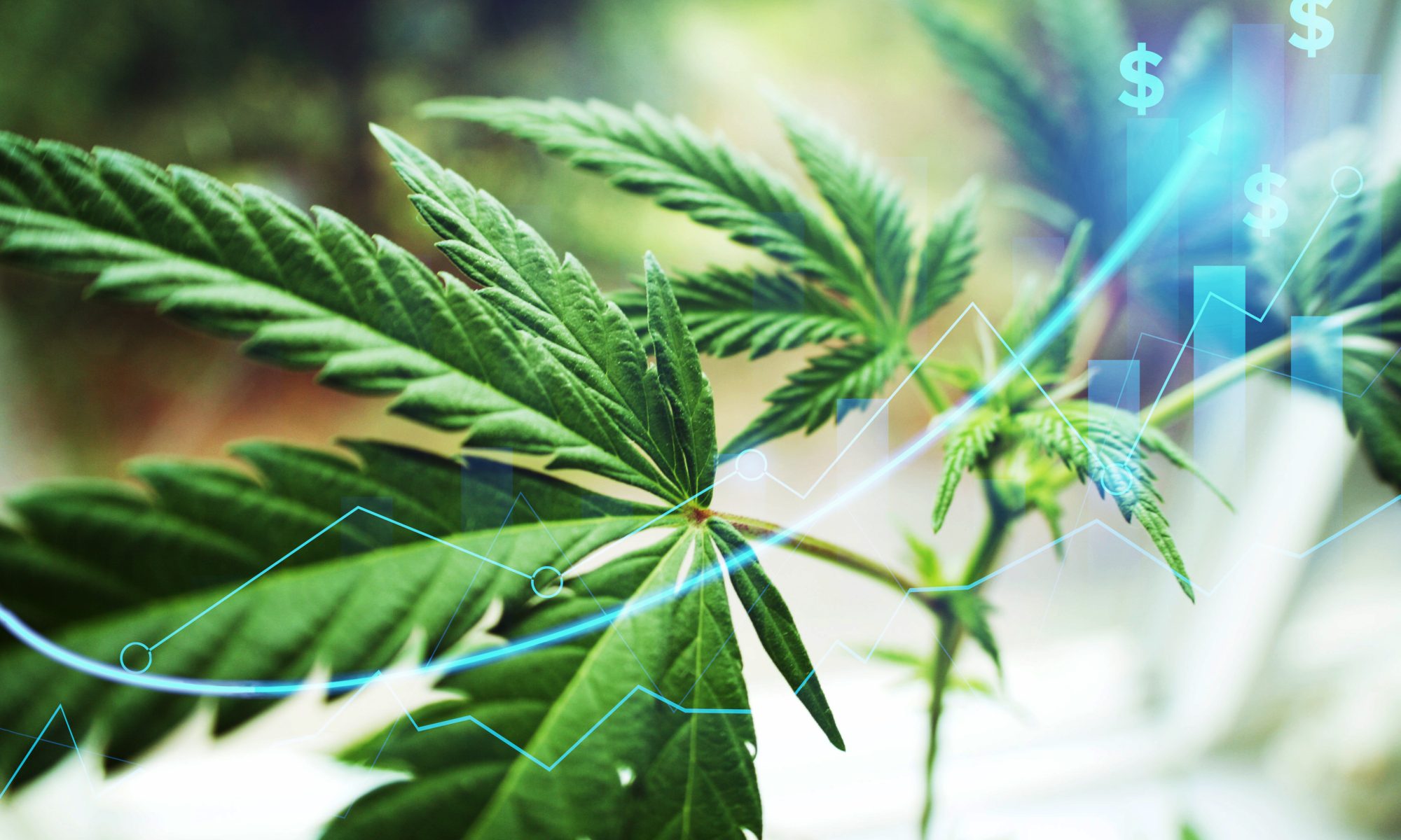 Cannabis leaves with rising financial charts, representing Village Farms International’s record cannabis revenue, international export growth, and improved profitability in Q2 2026.