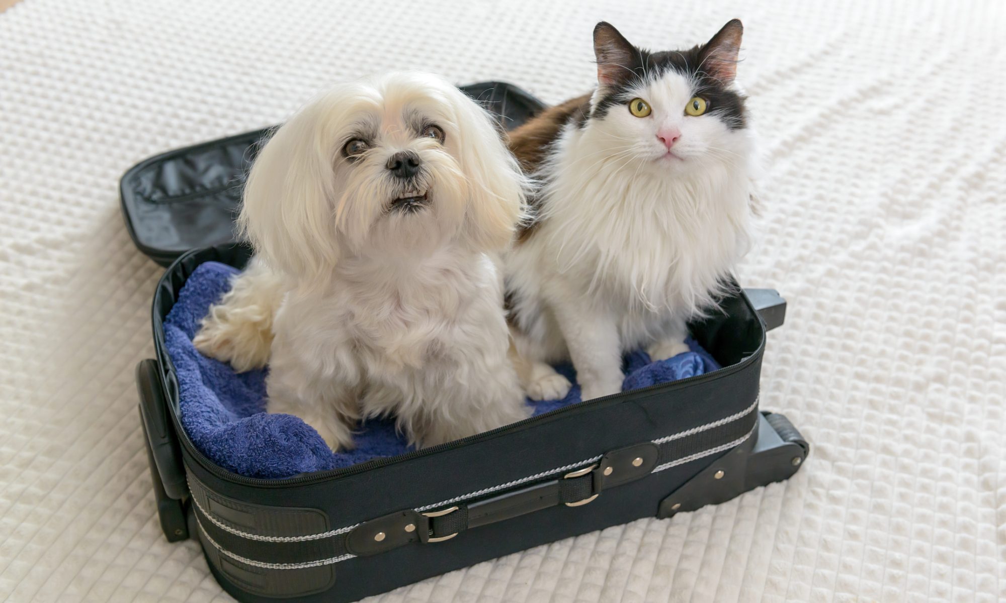 Dog and cat sitting together in an open suitcase, representing pet rehoming and Trupanion’s partnership with Home To Home to support pets transitioning to new families.