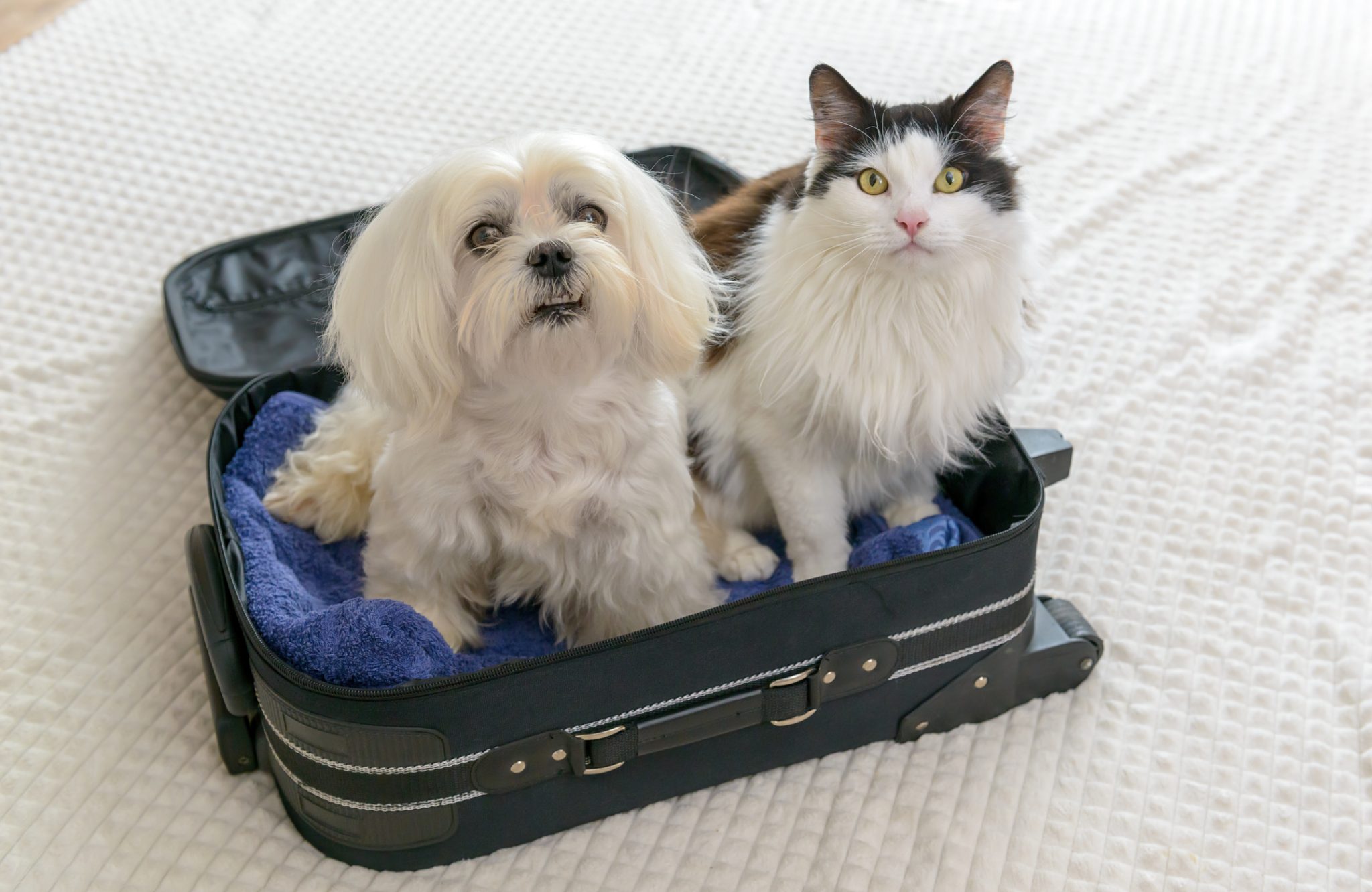 Dog and cat sitting together in an open suitcase, representing pet rehoming and Trupanion’s partnership with Home To Home to support pets transitioning to new families.