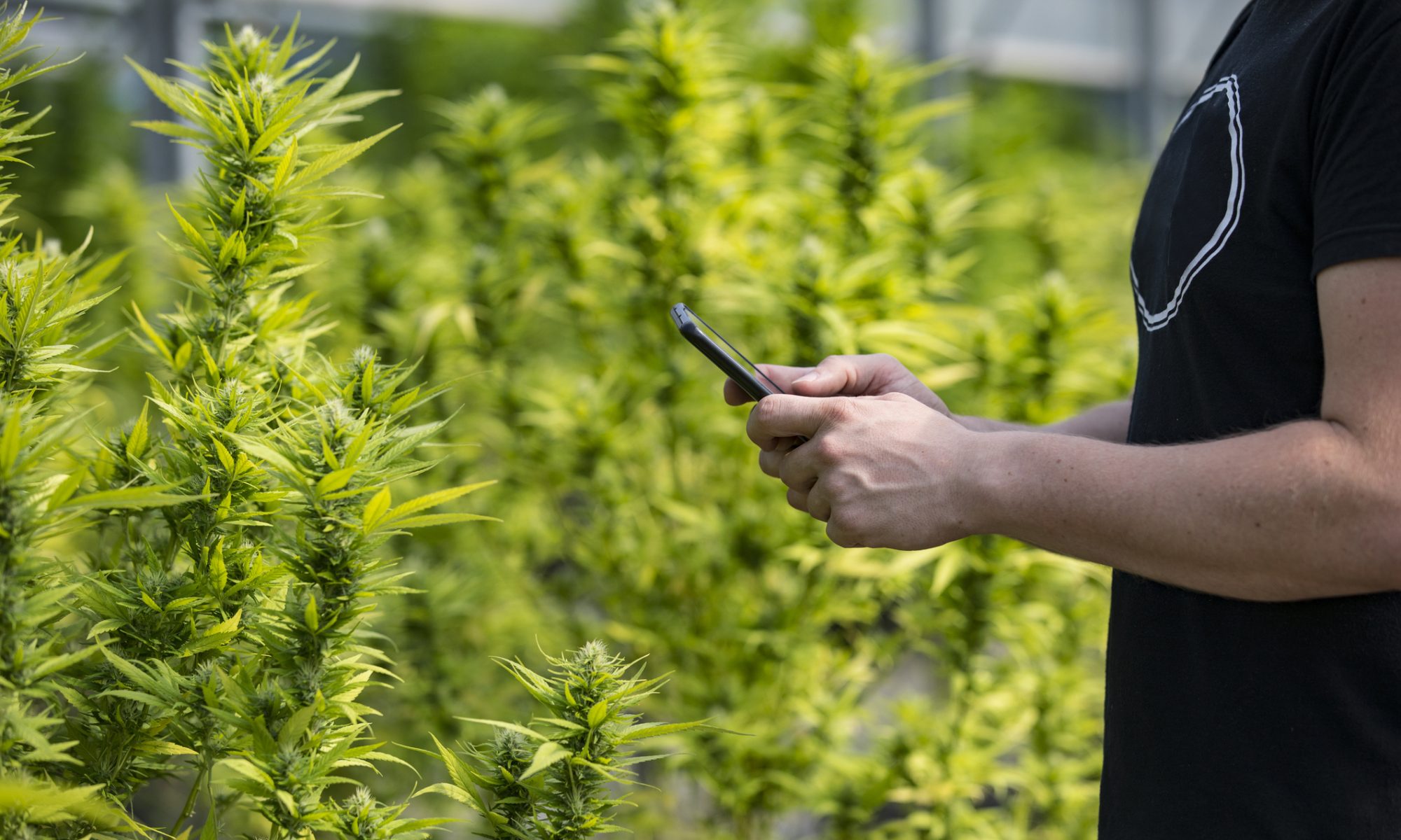 Person using a smartphone inside a cannabis cultivation facility, representing technology, digital platforms, and a potential shift in business strategy.