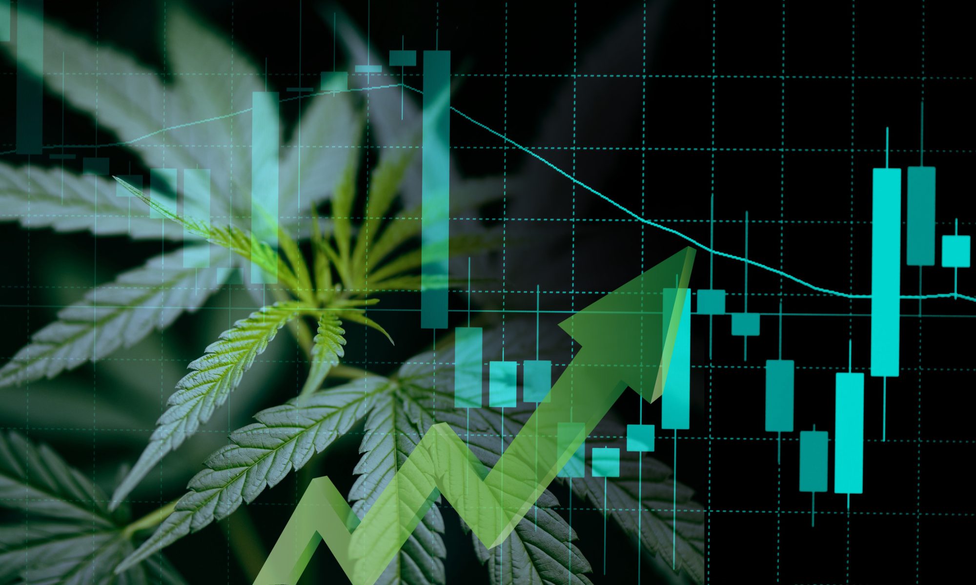 Cannabis leaves overlaid with financial market charts and a rising arrow, representing growth in the publicly traded cannabis sector.