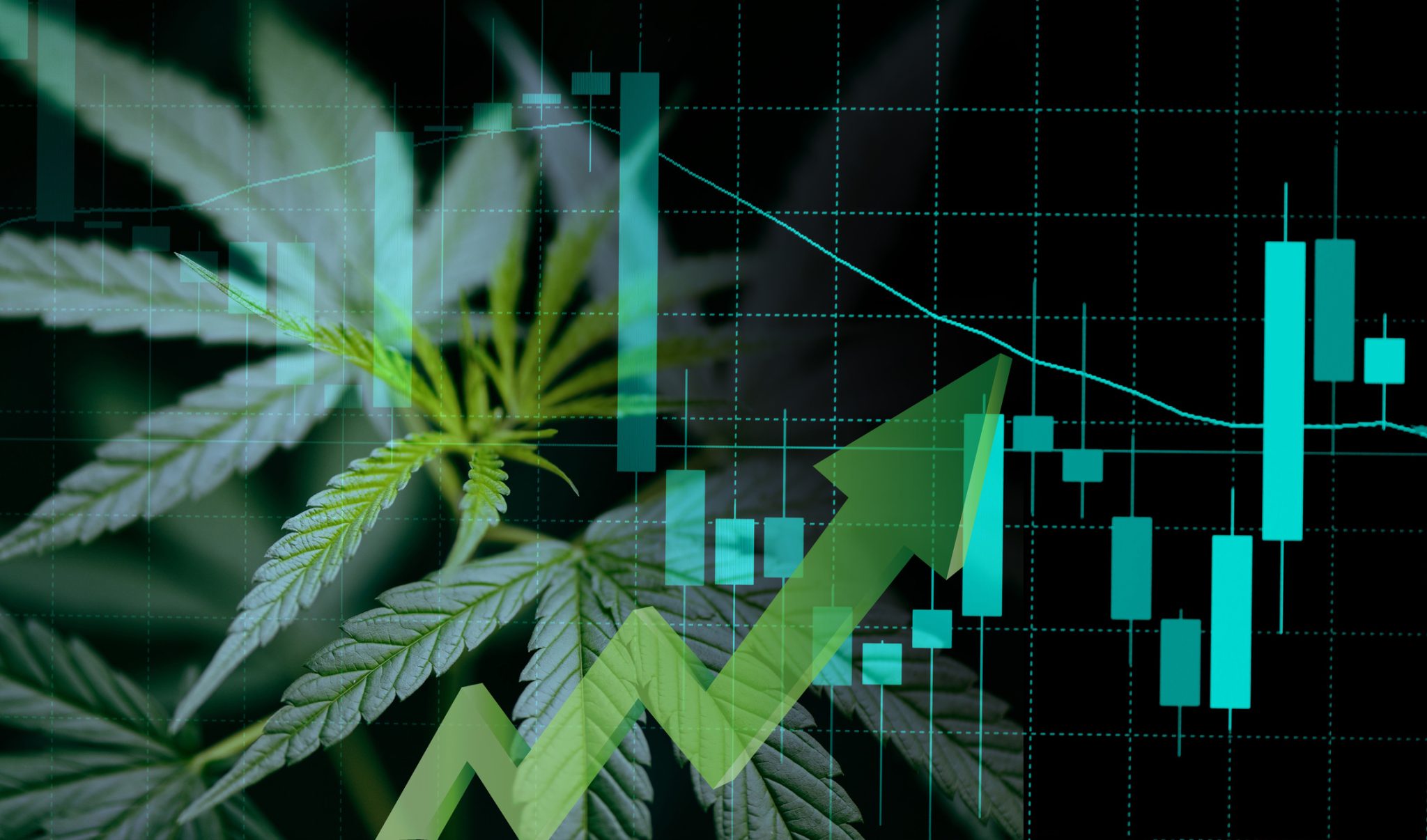 Cannabis leaves overlaid with financial market charts and a rising arrow, representing growth in the publicly traded cannabis sector.