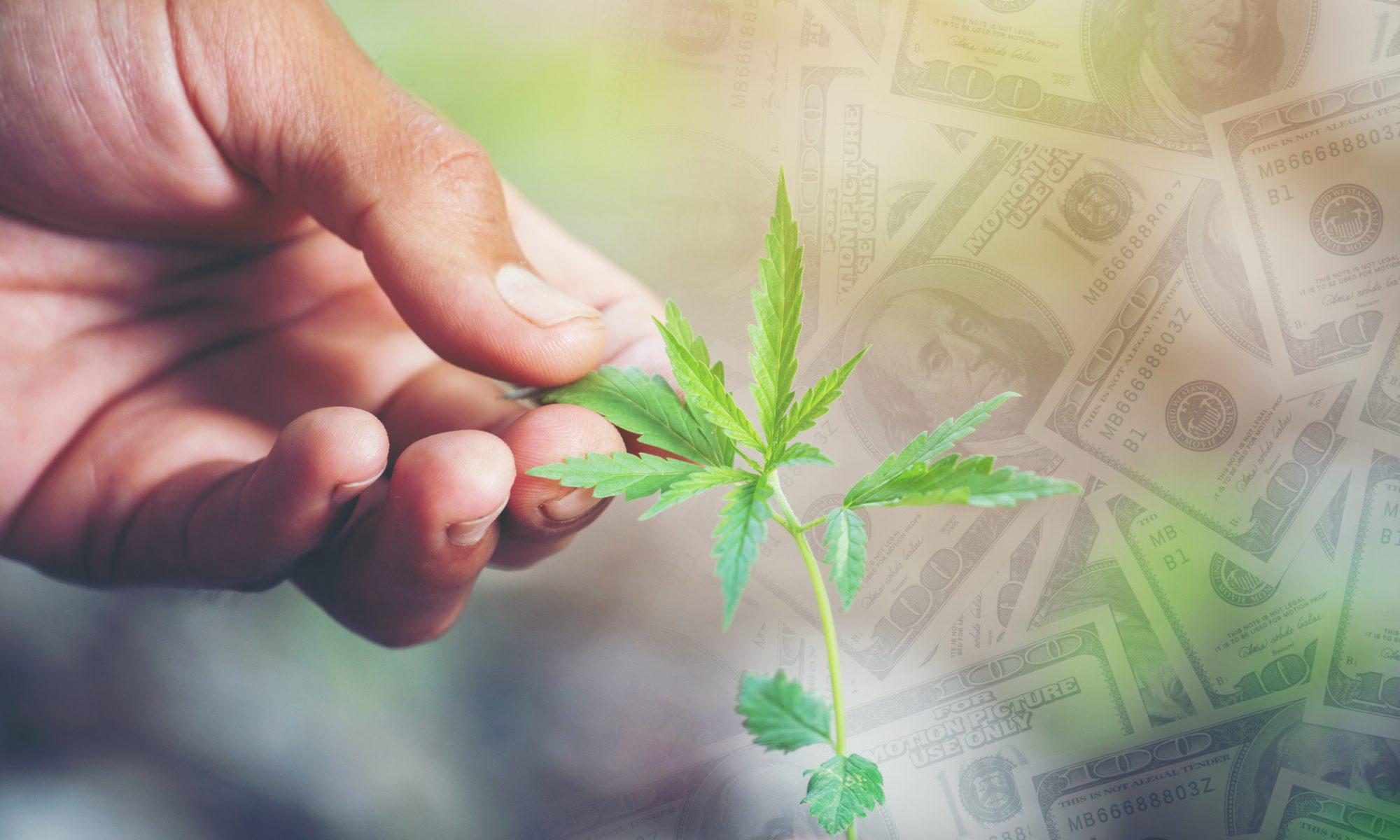 Hand holding a cannabis leaf against a background of U.S. dollar bills, representing investment and consolidation in the cannabis industry.