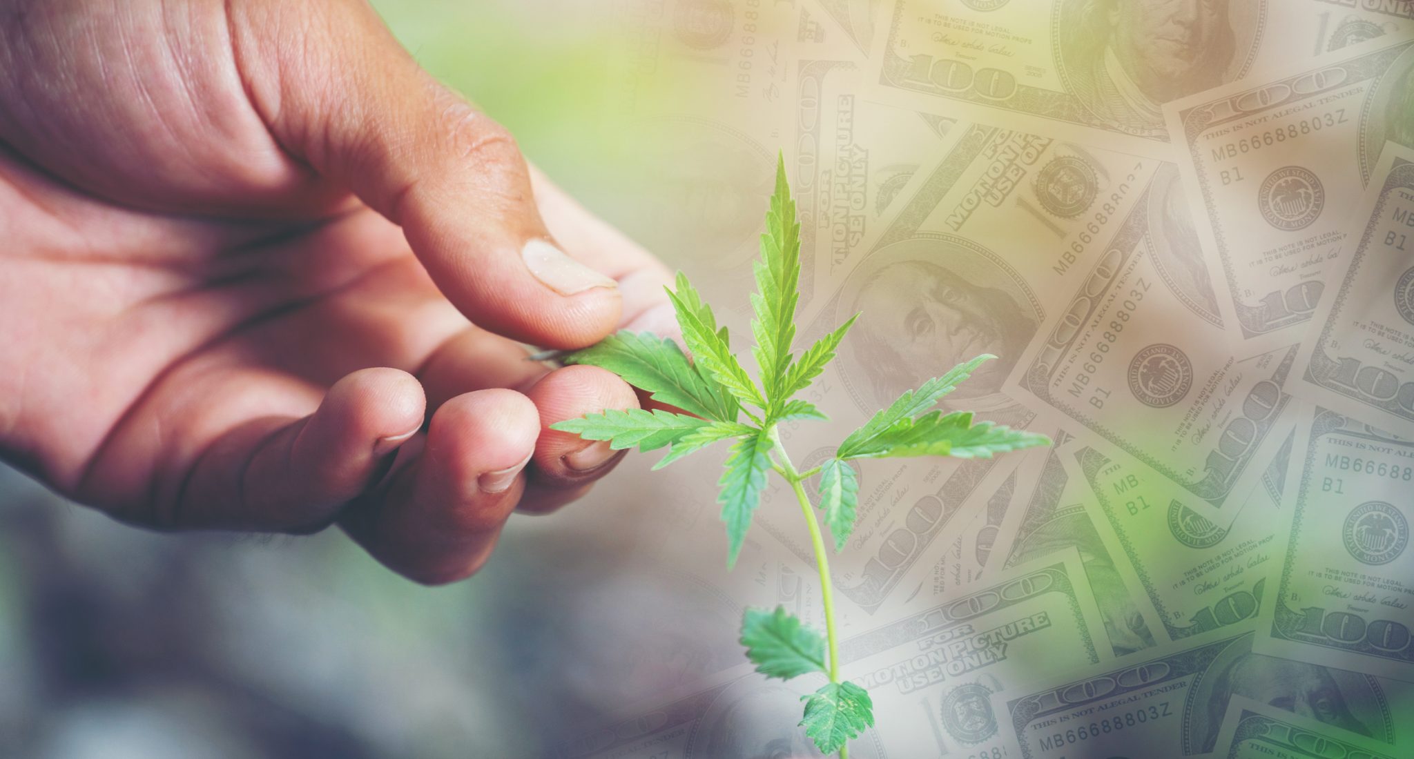 Hand holding a cannabis leaf against a background of U.S. dollar bills, representing investment and consolidation in the cannabis industry.