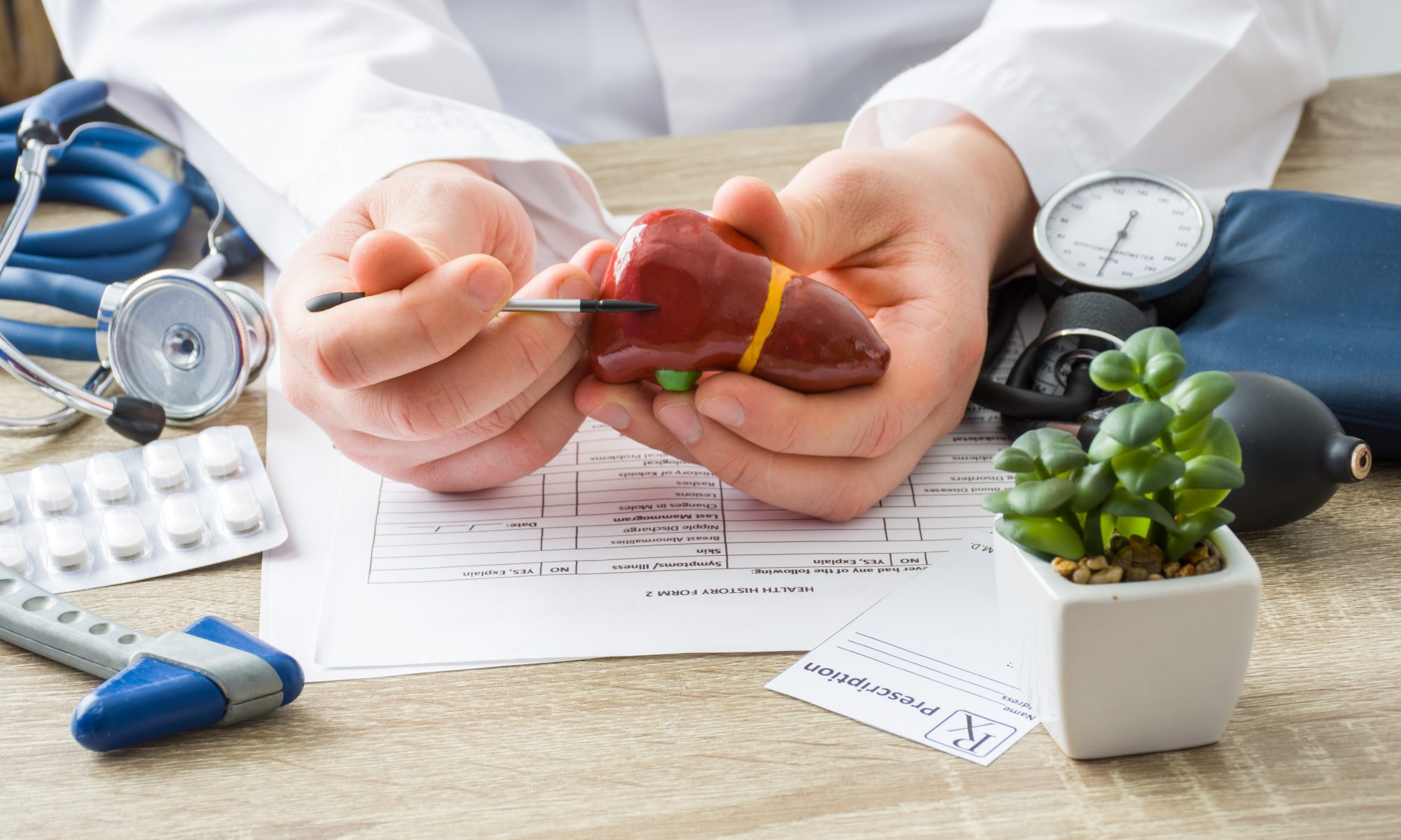 Doctor holds a model of the human liver while reviewing medical information, representing research into liver-related metabolic disorders.