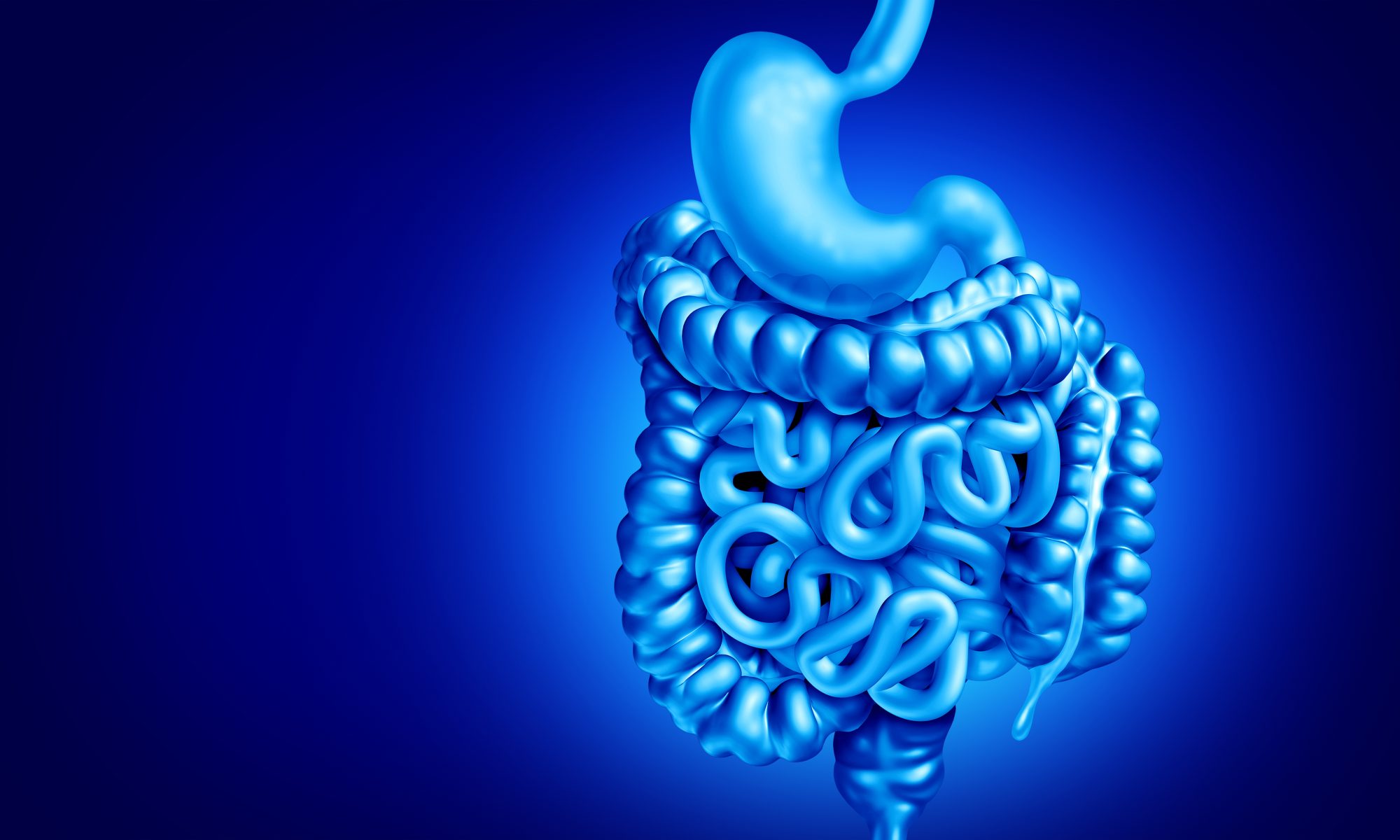 Blue 3D medical illustration of the human digestive system, highlighting the stomach, small intestine and colon in connection with gastrointestinal disease research.