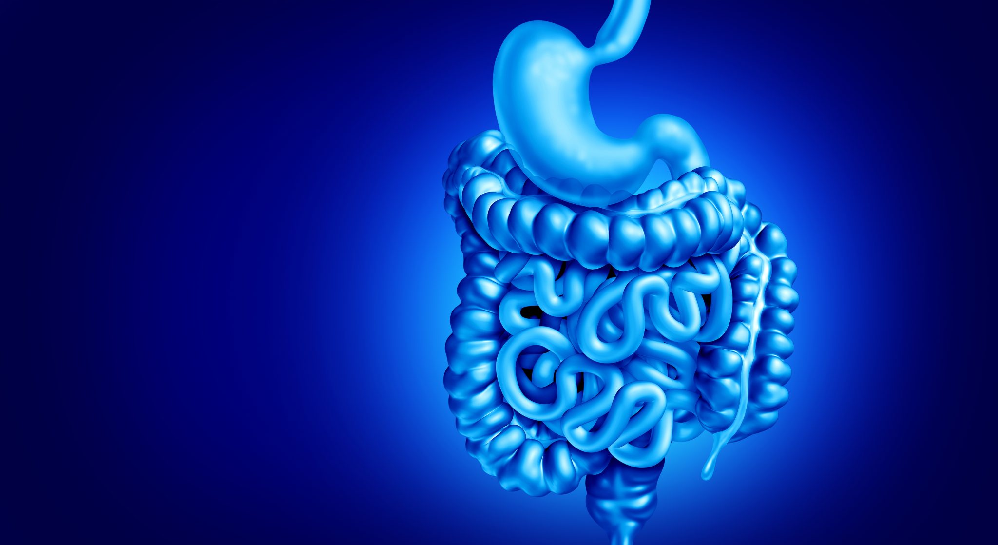 Blue 3D medical illustration of the human digestive system, highlighting the stomach, small intestine and colon in connection with gastrointestinal disease research.
