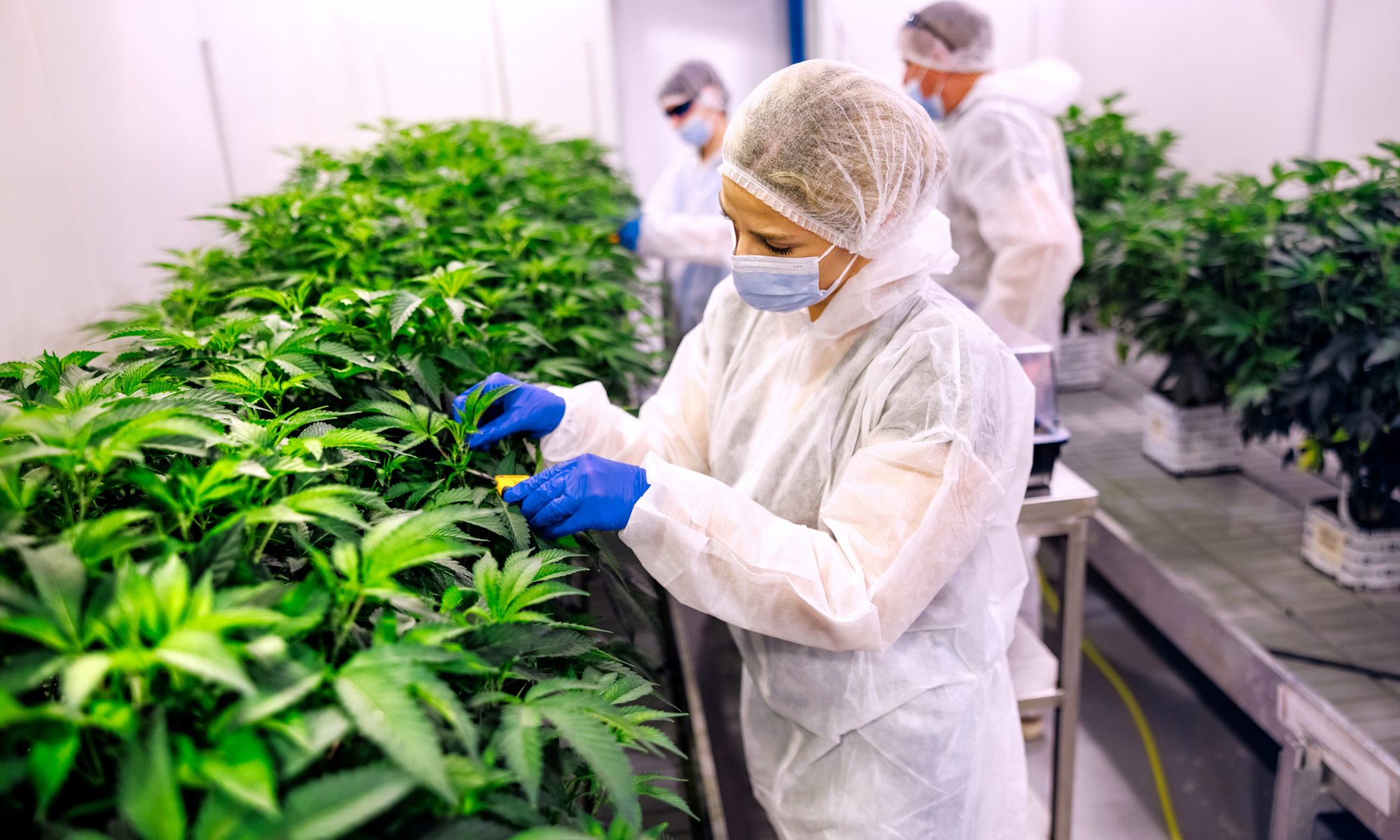 Laboratory workers wearing protective suits, face masks and gloves inspect cannabis plants inside a controlled indoor cultivation facility.