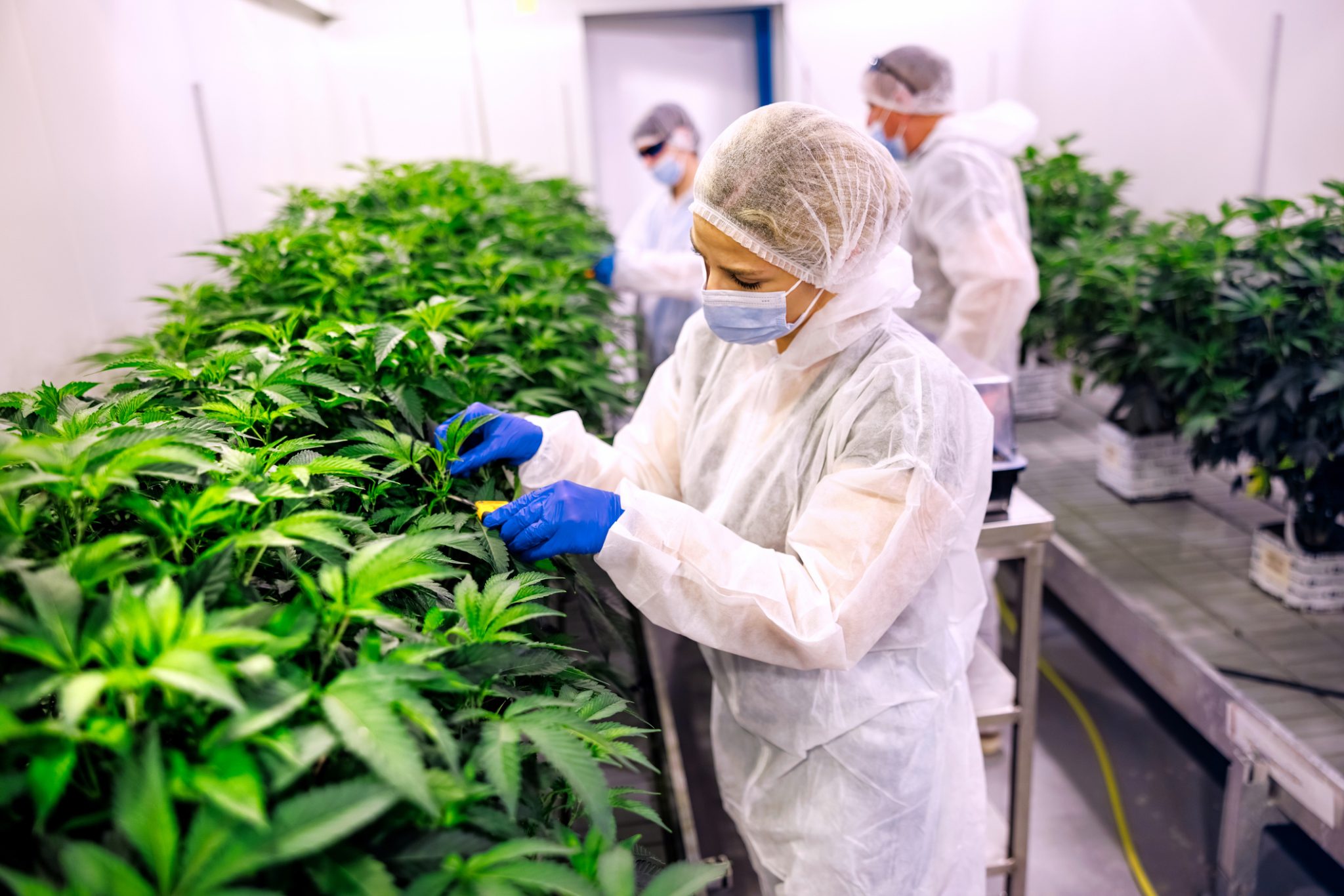 Laboratory workers wearing protective suits, face masks and gloves inspect cannabis plants inside a controlled indoor cultivation facility.